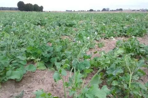 Ile siać rzodkiew oleista na poplon, aby uniknąć strat w plonach?