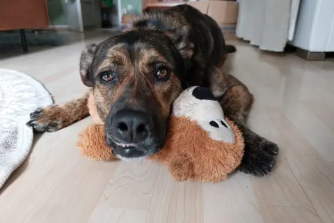 Ein braun getigerter Hund liegt entspannt auf dem Boden und kuschelt mit seinem Stofftier. Er zeigt eine sanfte Habituation.