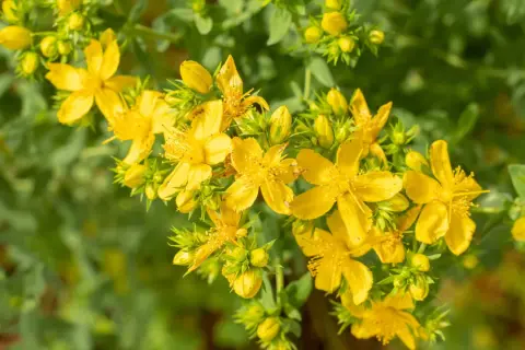 Ein Strauß leuchtend gelber Blüten der Johanniskraut-Pflanze, umgeben von grünem Laub und Knospen.