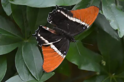 Motyl o pomarańczowo-czarnych skrzydłach z białymi pasami, odpoczywający wśród zielonych liści. Wspaniały widok z motylarni w Krakowie.