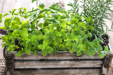 Erbe aromatiche in un cesto di legno: basilico, menta e rosmarino mai vicino, per un profumo unico.