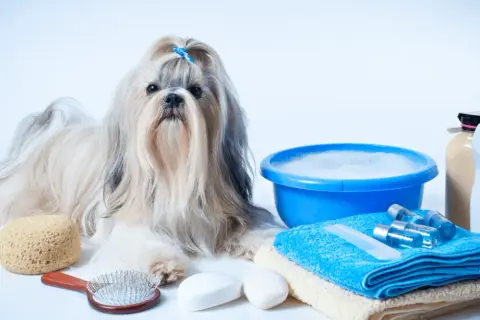 Shih Tzu: Kiedy wymiana włosa? Poradnik i pielęgnacja