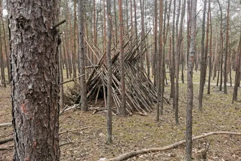 Jak przetrwać w lesie? Kompletny poradnik survivalowy krok po kroku
