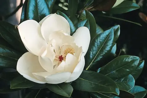 Kremowa magnolia zimozielona rozkwita wśród ciemnozielonych liści.