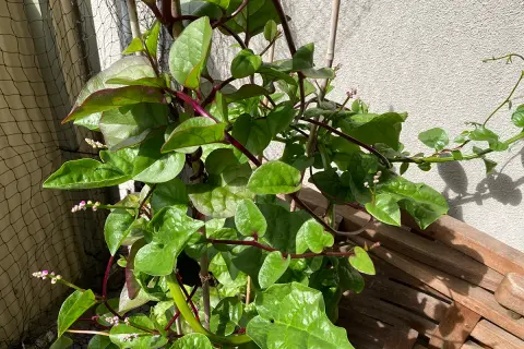 En klätterväxt med gröna blad och lila stjälkar. Små rosa blommor syns. Vissa delar av malabarspenat kan vara giftiga.
