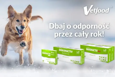 Radosny pies skacze w śniegu, wspierany przez produkty Immunactiv od Vetfood. Dbaj o odporność pupila przez cały rok!