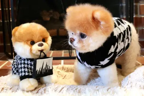 Cuál es el perro más mono del mundo: la historia de Boo y su fama