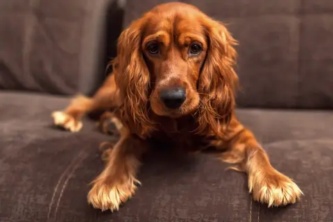Un cocker spaniel de pelaje rojizo descansa en un sofá marrón, con sus largas orejas caídas y mirada tierna.