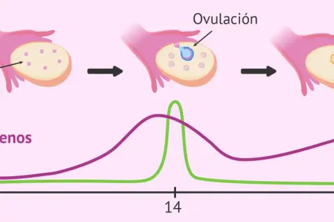 Gráfica del ciclo ovárico: folículos primarios, ovulación y cuerpo lúteo. Niveles de estrógenos y hormona LH a lo largo de 28 días.