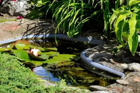Un étang paisible avec des nénuphars, une grenouille décorative et une plante aquatique comestible en arrière-plan.