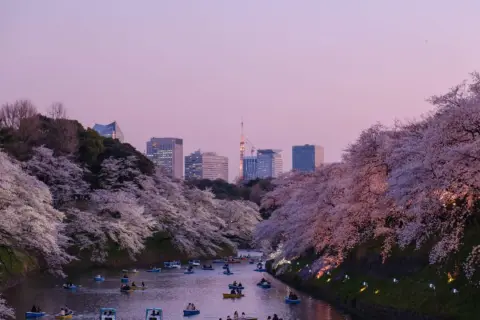Boote auf einem Kanal unter Kirschblüten in Tokio. Ein Traum für jeden, der Work and Travel Japan erleben möchte.