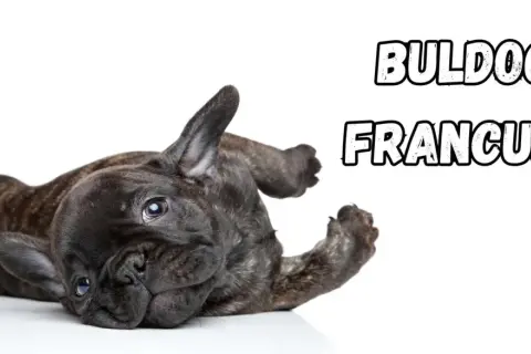 Uroczy buldog francuski leży na plecach, pokazując swoje łagodne usposobienie.
