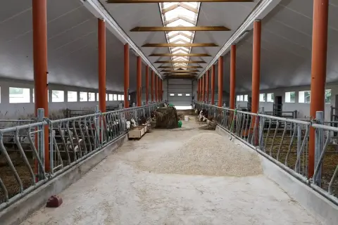 Wnętrze obory z rzędami jałówek, metalowymi ogrodzeniami, słomą i paszą. Jasne światło wpada przez świetliki w dachu.
