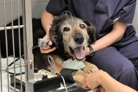 Hospital Veterinario Los Tarahales: servicios 24 horas y opiniones reales