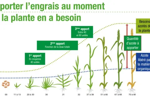 Illustration montrant la croissance du blé et les apports d'azote nécessaires à chaque étape.