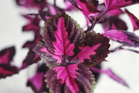 Närbild på ett palettblad utomhus med sina karaktäristiska rosa, lila och gröna blad.