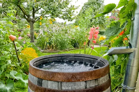 Regenwasser sammeln verboten Deutschland? Nicht in diesem blühenden Garten! Ein Holzfass fängt das Nass aus der Rinne auf.