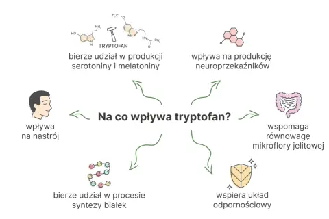 Tryptofan wpływa na nastrój, produkcję neuroprzekaźników, równowagę mikroflory jelitowej i układ odpornościowy. Bierze też udział w syntezie białek.