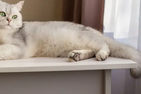 Gato blanco con ojos verdes, relajado sobre una mesa. Su cola se mueve suavemente, quizás explicando porque los gatos mueven la cola.