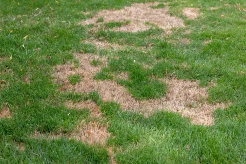 Manchas de césped quemado salpican el verde vibrante, indicando sequía o daño.