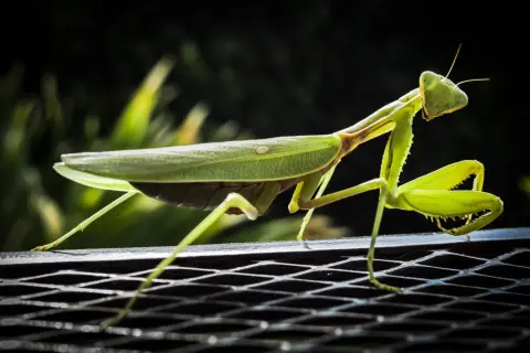 Una ierodula verde, con le zampe anteriori pronte all'attacco, si posa su una griglia metallica.
