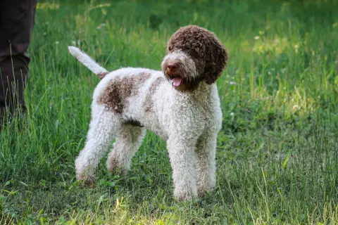 Un perro lagotto romagnolo, con su característico pelo rizado blanco y marrón, descansa en la hierba.
