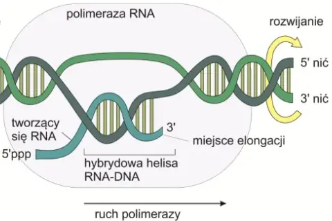 Co to jest transkrypcja w biologii i dlaczego jest tak ważna?