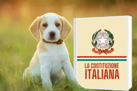 Un cucciolo di cane seduto sull'erba accanto a un libro intitolato "La Costituzione Italiana".