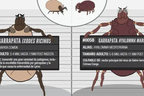 Todo lo que necesitas saber sobre la garrapata de mar y sus riesgos