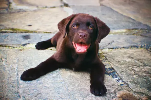 Czy labrador uczula? Odkryj, co musisz wiedzieć przed zakupem psa