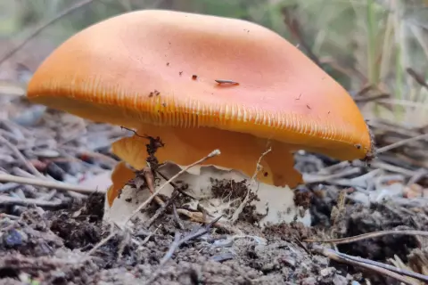Un hongo de color naranja vibrante, como un huevo de rey, emerge de la tierra, rodeado de agujas de pino y hojarasca.