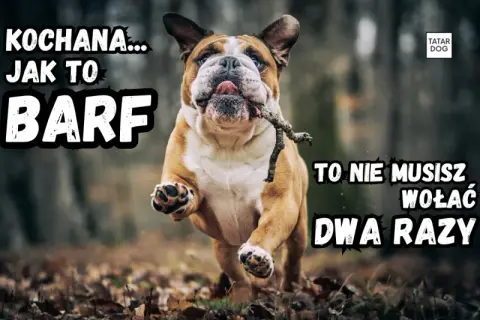 Buldog biegnie z patykiem w pysku, z tekstem "KOCHANA... JAK TO BARF TO NIE MUSISZ WOŁAĆ DWA RAZY".