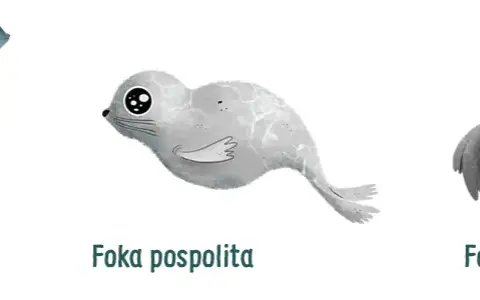Co naprawdę żyje w Bałtyku? Ssaki, ryby, meduzy i ich sekrety