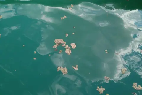 Des amas d'algues lac flottent à la surface de l'eau, reflétant le ciel nuageux.