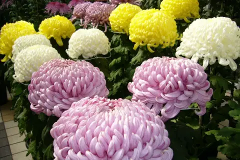 Fiori di crisantemi rosa, gialli e bianchi in piena fioritura, un'esplosione di colori che celebra la coltivazione crisantemi.