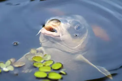 Karp wynurza pysk z wody, pokazując wąsy. Widać, że ten karp spełnia wymiar ochronny.