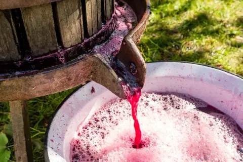 Traubenmost fließt aus einer alten Presse in eine Schüssel. So wird Wein hergestellt, kurzfassung.