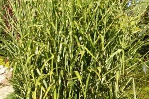 Miskant zebrinus – jak i co ile sadzić, aby uniknąć błędów?