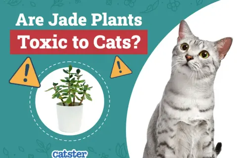 A curious cat looks up at a jade plant, prompting the question: are jade plants toxic to cats?