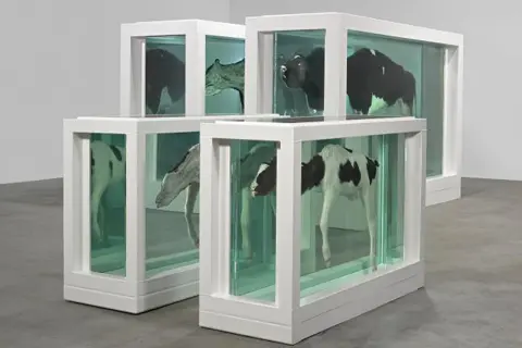 Four preserved calves, a mother and child divided, are displayed in glass tanks.