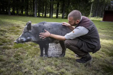 Man tränar på vildsvinsfigur inför jakttid vildsvin. Skottmarkeringar syns på figuren.