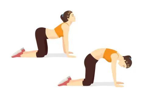 Deux poses de yoga pour un exercice lombaire : la posture du chat et la posture de la vache.