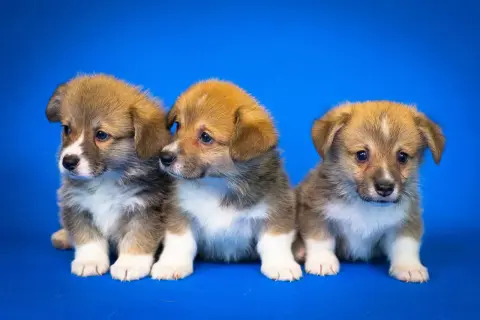 Trzy urocze szczenięta corgi siedzą obok siebie na niebieskim tle. Czy to pies czy suka? Trudno powiedzieć, ale wszystkie są słodkie!