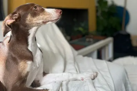 Un cachorro podenco de 3 meses, con pelaje marrón y blanco, descansa sobre una manta blanca, mirando atentamente hacia la distancia.