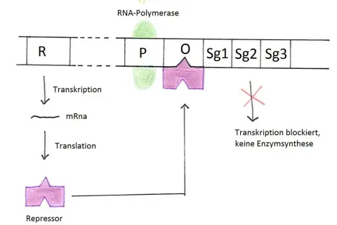 Schema zur Genregulation bei Prokaryoten: Ein aktiver Repressor bindet an den Operator (O) und blockiert die RNA-Polymerase am Promotor (P), was die Transkription der Gene (Sg1-Sg3) verhindert.