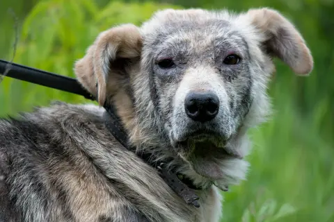 Hund mit Hautproblemen, möglicherweise durch Demodex Milben verursacht. Sein Fell ist struppig, die Haut gerötet und schuppig.