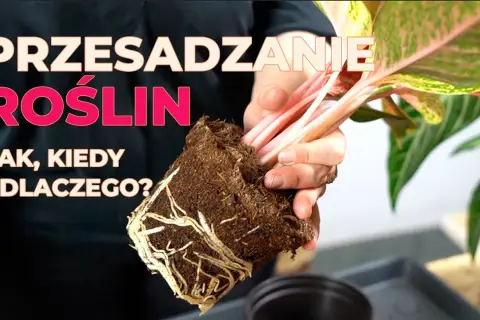 Czy przesadzać kwiaty po zakupie? Oto, co musisz wiedzieć, by uniknąć problemów