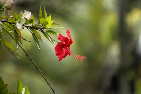 Czerwony kwiat hibiskus w doniczce, z długim słupkiem i listkami, na rozmyty zielony tle.