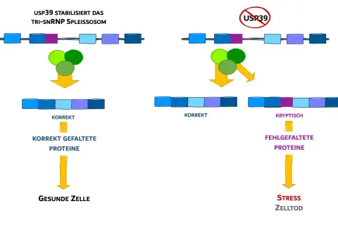 USP39 stabilisiert das Spleißosom für korrekte RNA-Prozessierung, was zu gesunden Zellen führt. Ohne USP39 entstehen kryptische Spleißstellen, fehlgefaltete Proteine und Zelltod.