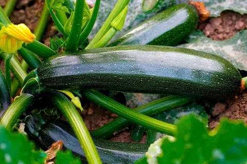 Mörka, glänsande squash diamant slingrar sig bland gröna blad och stjälkar. En gul blomma lyser upp bilden.